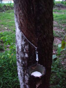 Latex tree