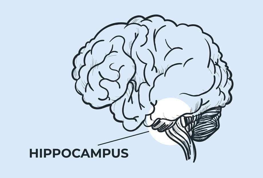 Hippocampus being identified in brain