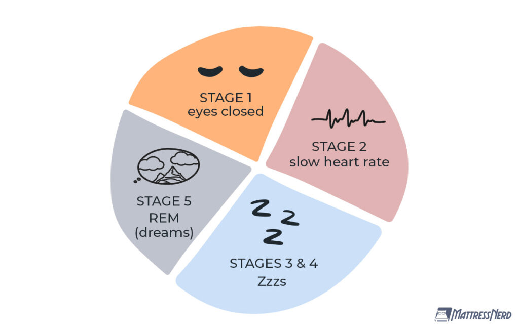 Sleep Cycle pie chart